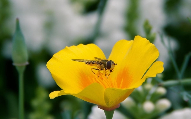 5 načina kako privući pčele i druge oprašivače