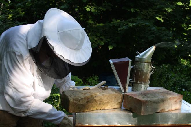 The number of beekeepers in the EU is falling down