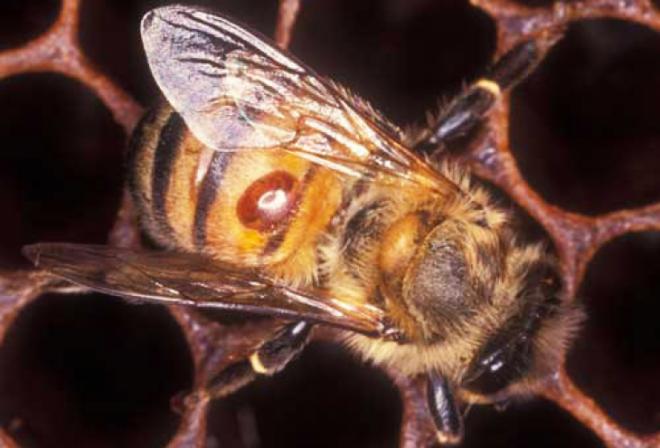 Pčelarski stručnjaci u Garešnici: dr. Nanetti o zaštiti od varooze i predstavljanje BeeRM aplikacije