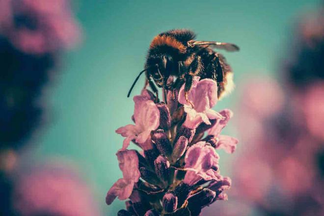 Pčele ispuštaju ‘whoop’ pri sudaru s drugim pčelama