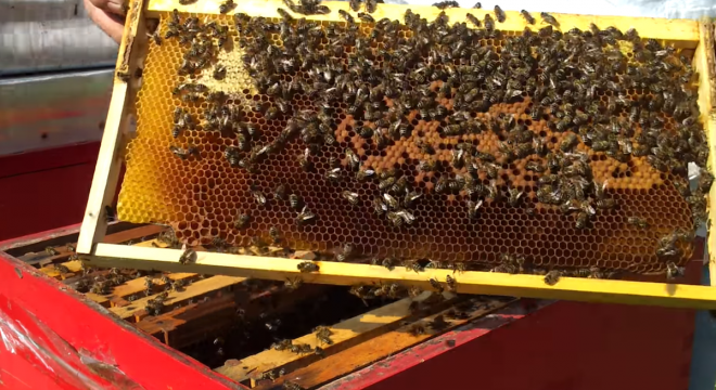 Rotacija okvira i razvoj pčelinjih zajednica