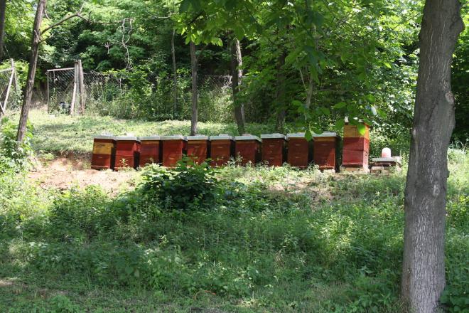 7 načina za uspješno održavanje pčelinjaka