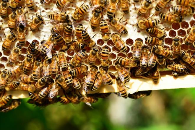 Odabir prikladne pasmine pčela