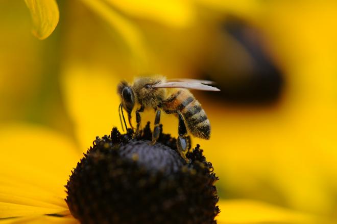 How long does a bee live with pictures of stages of a bee in the different life cycle