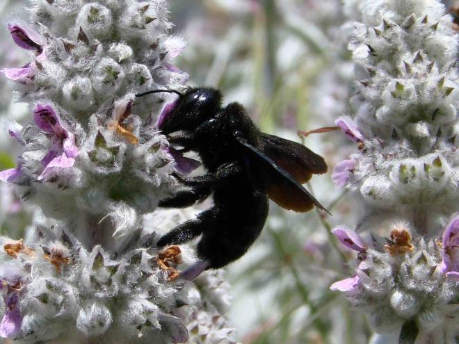 Carpenter dark bee