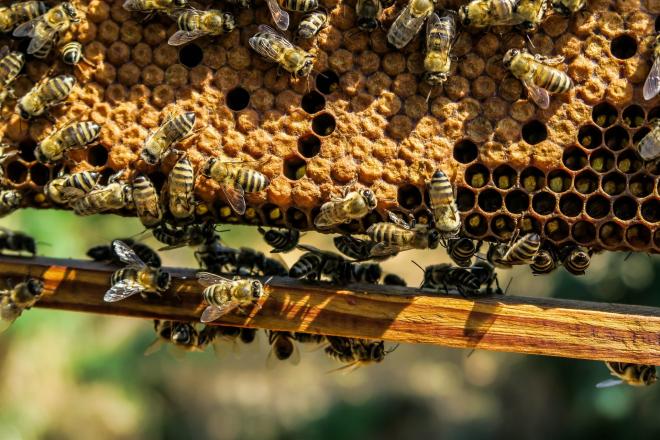 6 najčešćih štetočina pčela i kako ih se riješiti