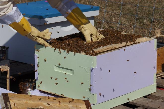 Should you wear beekeeping gloves?