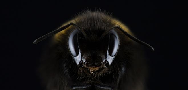 How dangerous are killer bees? What to do if you encounter them?