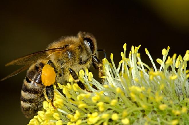 Where do bees sleep?