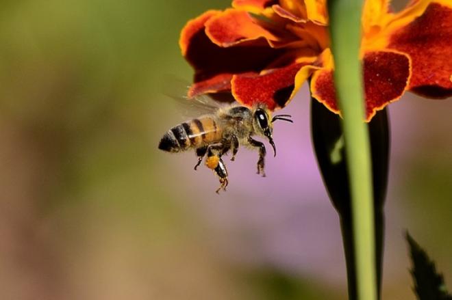5 common misconceptions about bees