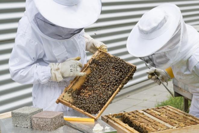 7 beekeeping tips every beginner should know