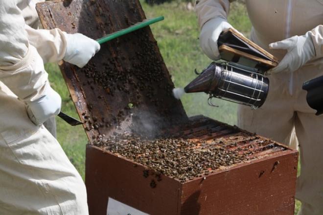 Bee smoker - why is it an essential tool for beekeepers?