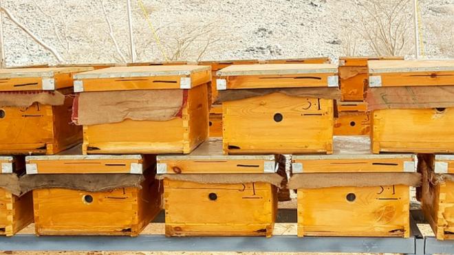 10 Best Bee boxes for sale in 2020
