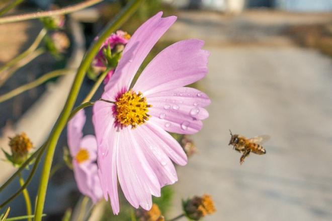 Honeybee Dance Language Explained