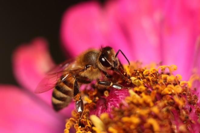 Recognizing honey bee diseases and their control