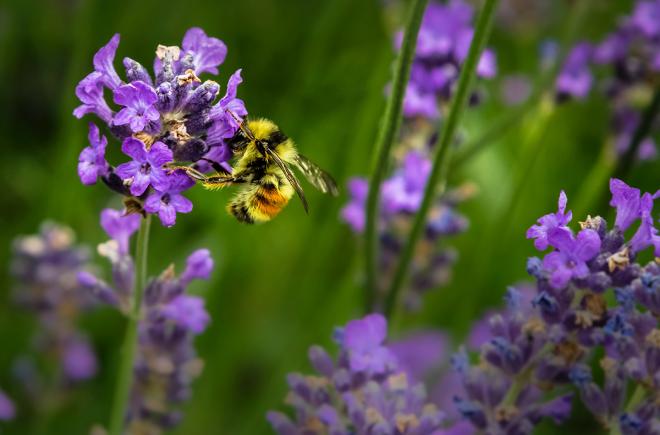EU agrees on total ban of bee-harming pesticides