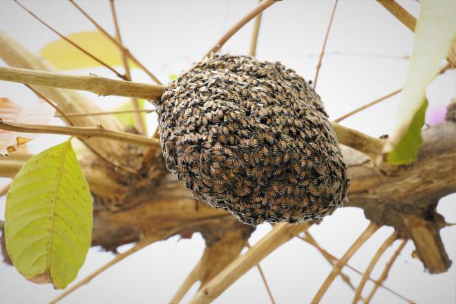 Bees nest and how to deal with it