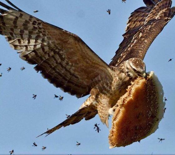 Honeycomb thief with bees in hot pursuit