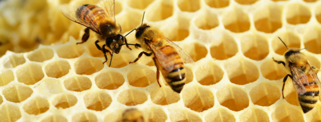 8 stvari koje trebate znati o pčelinjem saću