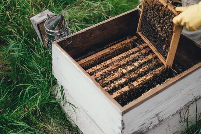 How do beekeepers calm bees?