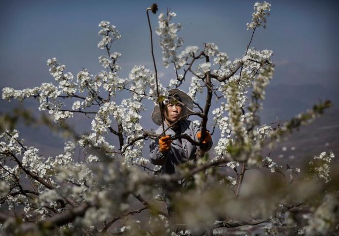 China producers are forced to pollinate fruit trees by hand!