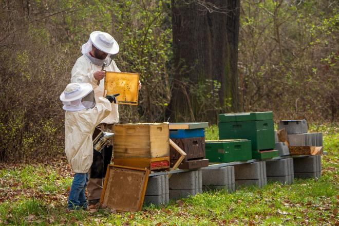 How to make your beehive thrive?