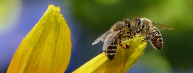 20 amazing facts about honey bees which you didn't know