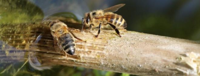 Why bees need water and how you can safely provide it for them?