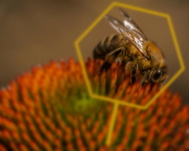 7 most common bee species