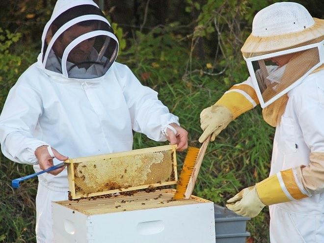 When to harvest honey -  Tips & tricks
