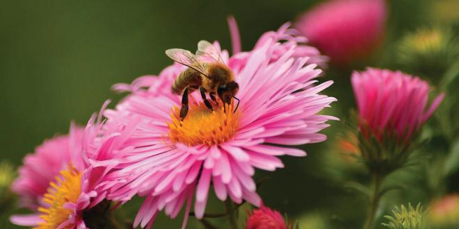 Only few bees in your garden? Here’s how to get more!