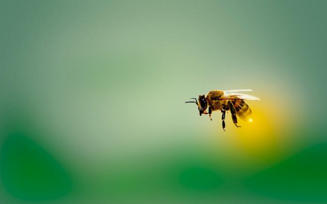 Honeybees vs stingless bees - The real difference