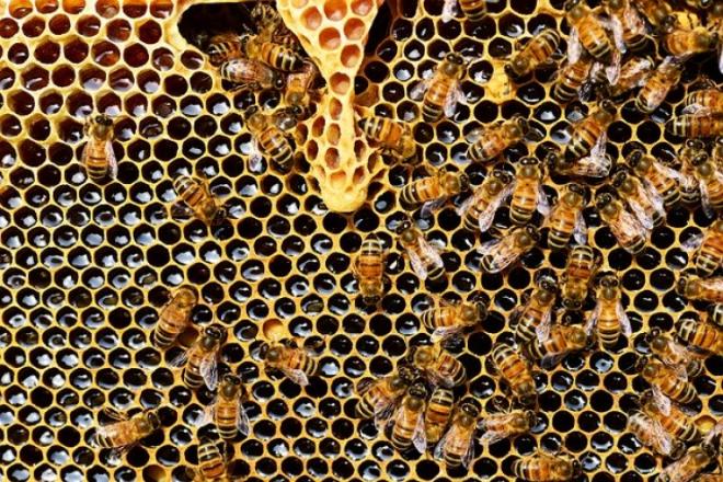 How do bees make honey?