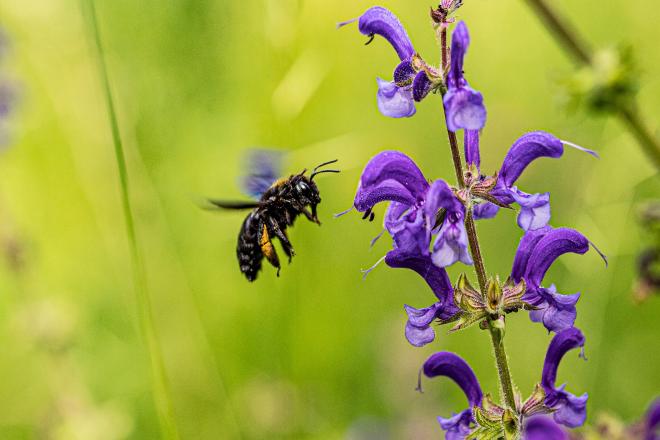 How to get rid of wood bees?