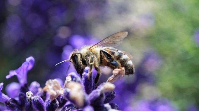 Why choose Carniolan honey bee?