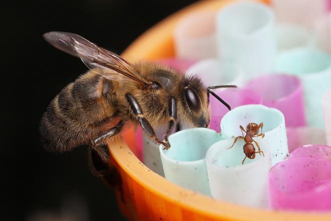 Top 5 bee feeders and how to use them?