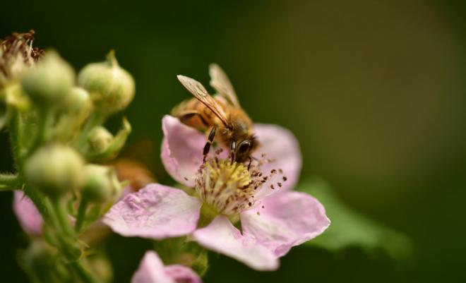 What is Blackberry Honey?