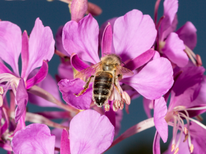 What is Fireweed Honey?