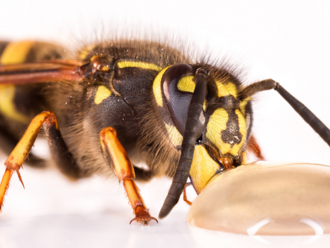 Do Wasps Make Honey?