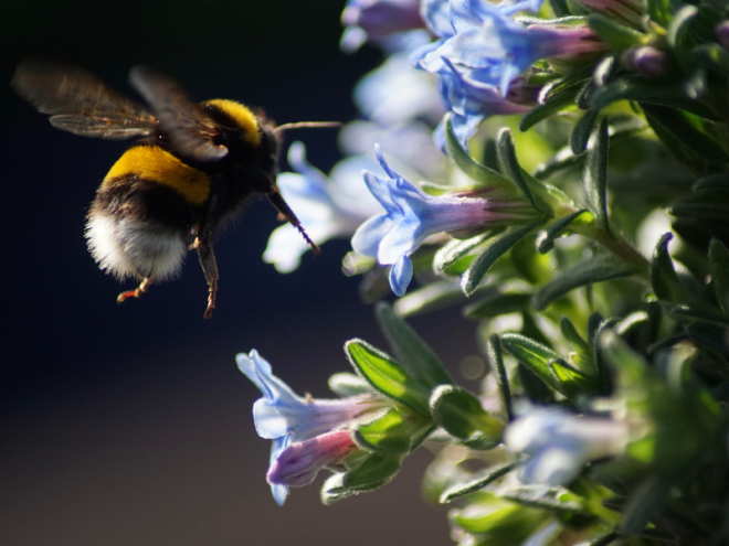 Fantastic Facts You Need to Know About Bumblebees