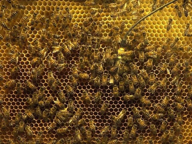 With vibration to the situation in the hive