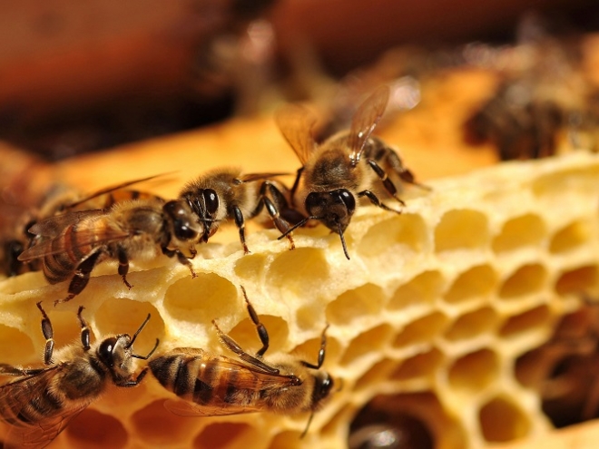 European honeybees are being poisoned with up to 57 different pesticides