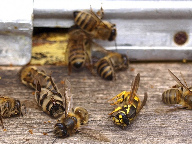 Leading insecticide cuts bee sperm by almost 40%