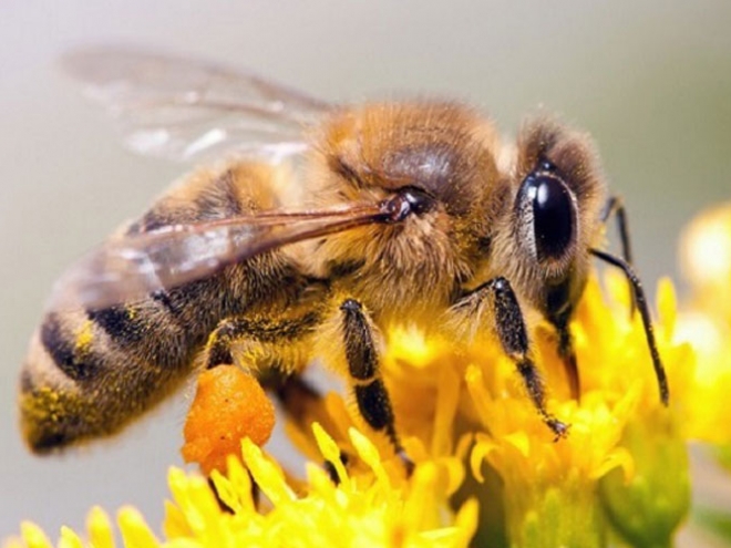 How the honey bees navigate?