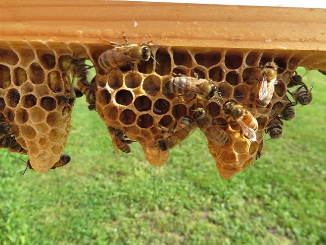 What is going on In Maria’s apiary: Queen Cells are ready to go!