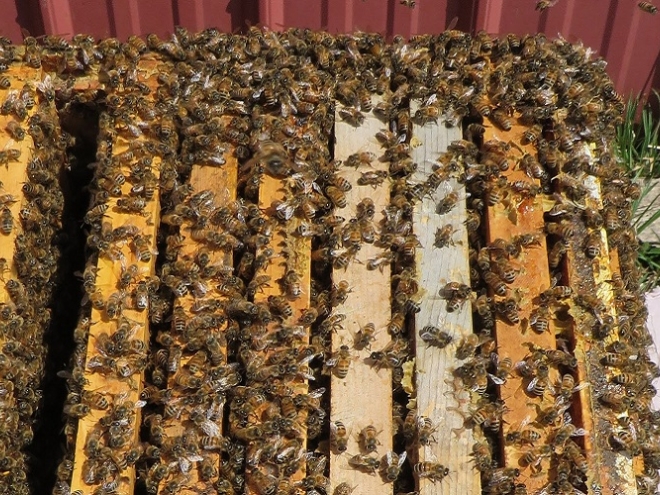 Equalizing: The bee’s knees in Maria’s apiary