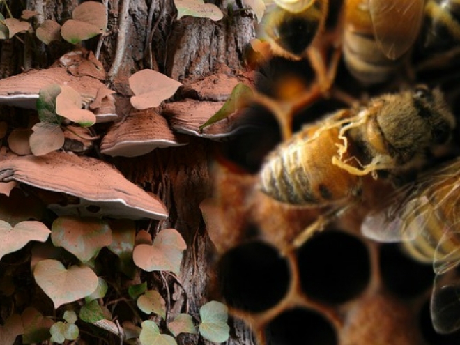 Could a mushroom save the honeybee?