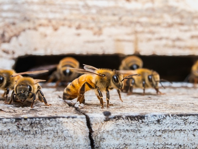 Organic agriculture: right way of saving bees from extinction!