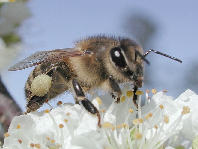 Pollen identification color guide