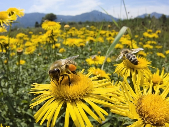 Sonication: Pollination by vibration of bees